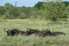 Afrikanischer Büffel (79 von 102).jpg